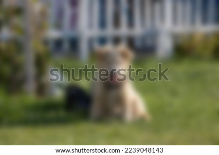 Blurred Yellow dog on green grass
