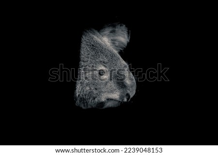 An edited picture of a koala face, in black and white 