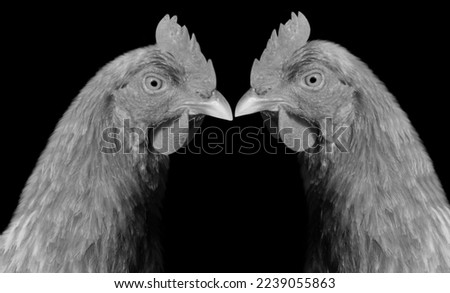 Two Chicken Closeup Face On The Black Background
