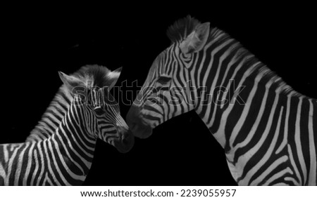 Mother Zebra Care Her Baby