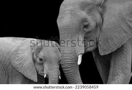 Mother And Baby Elephant Closeup On The Dark Background