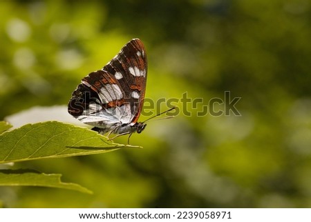 Macro picture of butterfly Limenitis reducta on plant on nature location of Croatia, Europe