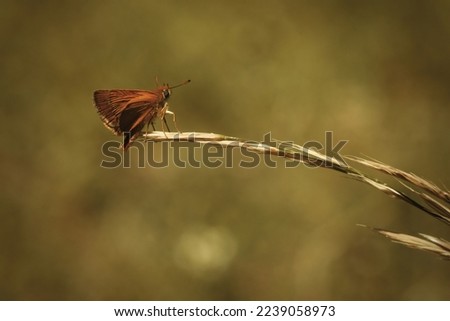Macro picture of butterfly on plant on nature location of Croatia, Europe