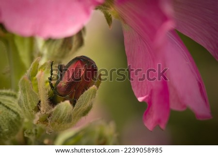 Macro picture of beetle Protaetia cuprea on plant on nature location of Croatia, Europe