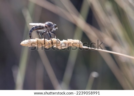 Macro picture of insect Neoitamus cothurnatus on plant on nature location of Croatia, Europe