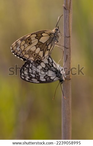 Macro picture of butterfly reproduction on plant on nature location of Croatia, Europe