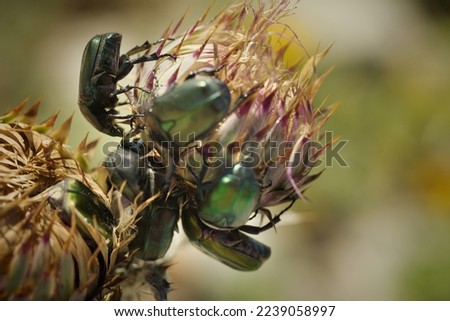 Macro picture of beetle Protaetia cuprea on plant on nature location of Croatia, Europe