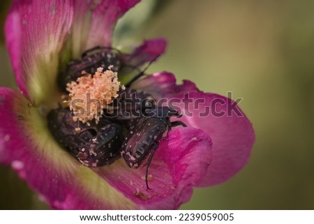 Macro picture of beetle on plant on nature location of Croatia, Europe
