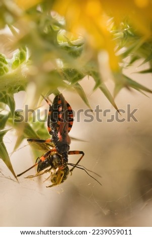 Macro picture of assassin bug Rhynocoris iracundus on plant on nature location