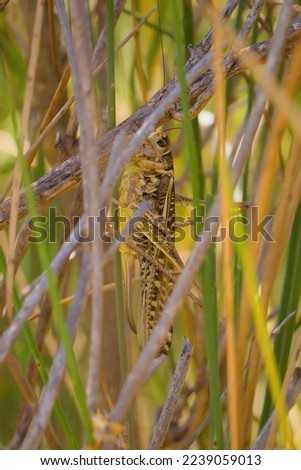Macro picture of grasshopper locusta migratoria on nature location of Croatia, Europe