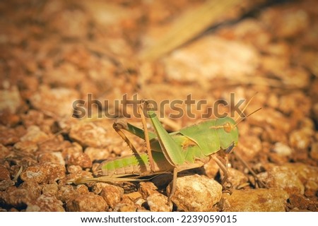 Macro picture of grasshopper on nature location of Croatia, Europe