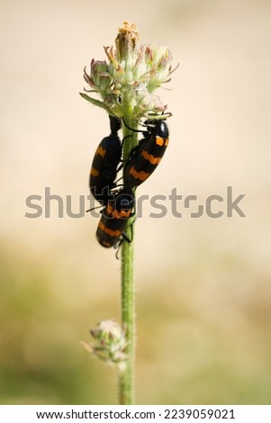 Macro picture of beetle Mylabris variabilis on plant on nature location of Croatia, Europe