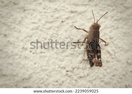 Macro picture of grasshopper on nature location of Croatia, Europe