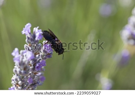 Macro picture of carpenter bee on plant on nature location of Croatia, Europe