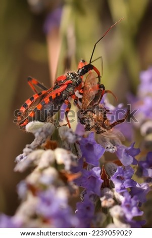Macro picture of assassin bug Rhynocoris iracundus on plant on nature location