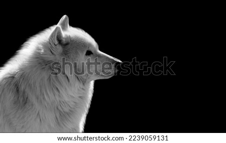 Beautiful White Wolf Closeup On The Black Background