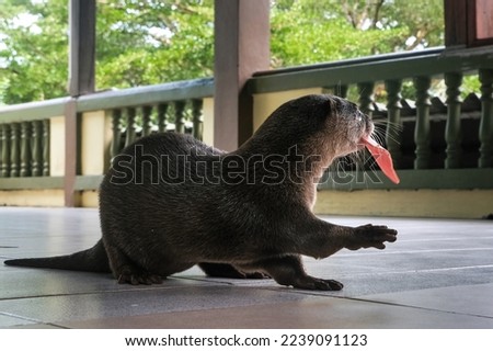 Domestic otter on a terrace with a piece of sausage in its mouth, Thailand.