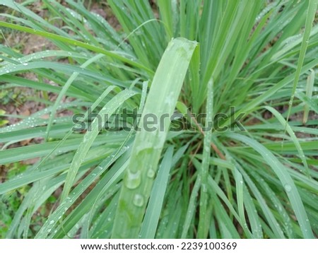 Daun sereh.The sprouted lemongrass leaves. After the rain, raindrops settled on the lemongrass leaves. The leaves the lemongrass tree are wet dew in the morning. selective focus 