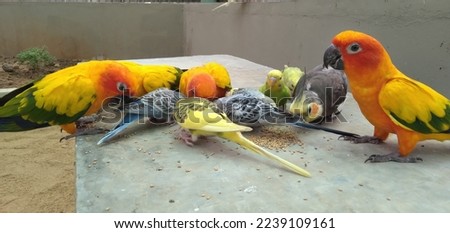 The sun conure (Aratinga solstitialis) has green plumage as a hatchling but quickly fades into a bright yellow.A red tint around the eyes is commonplace. Royalty-Free Stock Photo #2239109161
