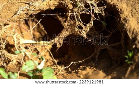 City of animals. Fokskholds colony on slopes of mountain hills. Colony of wild animals. System of underground passages and holes. Traces of animals in wild. Groundhog burrow Royalty-Free Stock Photo #2239121981