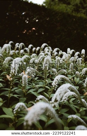 Picture Of A Field Of White Flowers