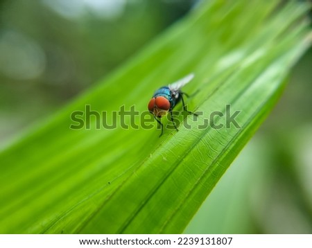 Close-up of a fly perched on a leaf, a fly on a green leaf, an insect.