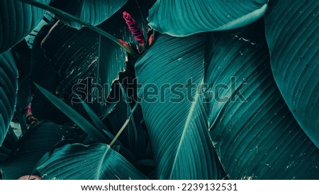 Landscape photo of calathea lutea flowers and leaves in the garden. Banana Calathea, has a leaf texture like a banana. Abstract green texture, nature blue tone background.