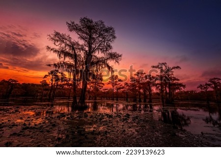 The magical and fairytale like landscape of the Caddo Lake at sunset, Texas Royalty-Free Stock Photo #2239139623