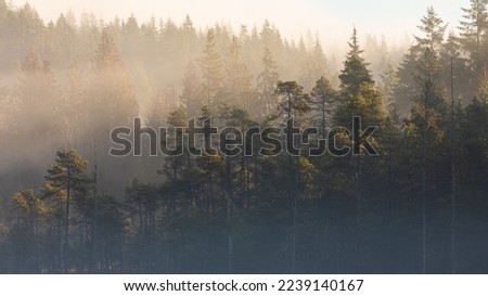 Misty landscape with fir forest. Fog over spruce forest trees at early morning. Spruce trees silhouettes on mountain hill forest at autumn foggy scenery. Travel photo, nobody Royalty-Free Stock Photo #2239140167