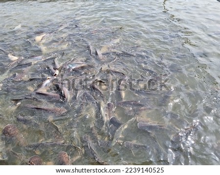 Pangasius, lots of large fish Lives and grows in the clear natural water source known as "Chao Phraya River" in Thailand. Royalty-Free Stock Photo #2239140525