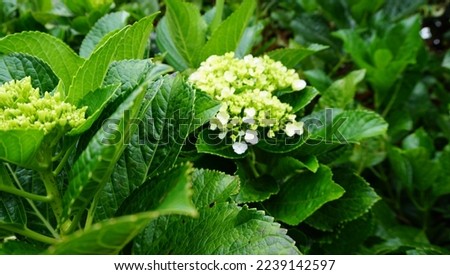 ornamental hydrangea plant with white flowers surrounded by green leaves