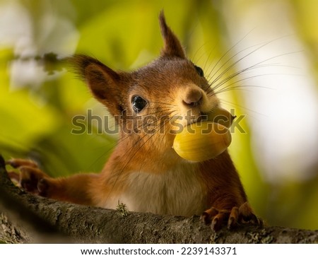A squirrel (Sciurus vulgaris) with two hazelnuts in its mouth. Royalty-Free Stock Photo #2239143371