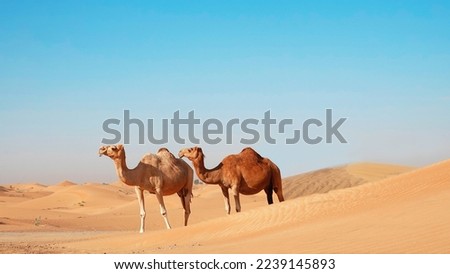 Beautiful image of camels in Dubai desert       Royalty-Free Stock Photo #2239145893