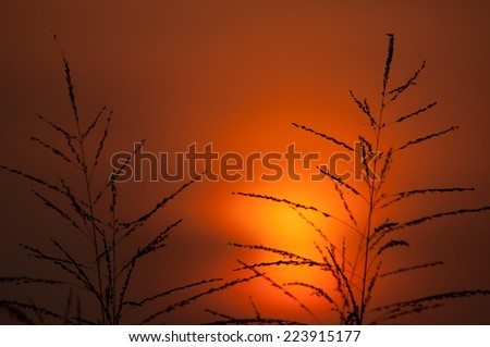 flowers grass with sunset  background