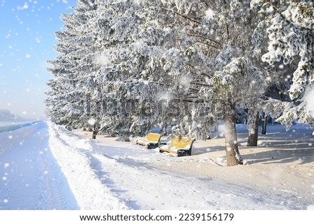 Snowy frosty fir branches. Snowy winter background. Natural forest light landscape. Snowfall. A beautiful tall tree and a rising sky. A frosty magical scene in an outdoor park. Sunny. Brightly. Snow. 