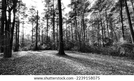 Black and white nature background.