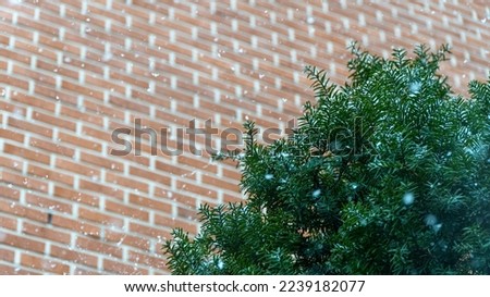 winter tree red pine Needle fir winter snow covered trees snowy leaves Snow Flower evergreen
