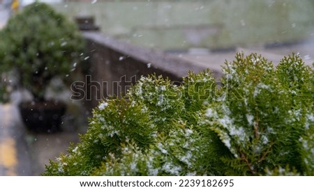 winter tree Procumbens Chinese juniper Chinese juniper conifer winter snow covered trees snowy leaves Snow Flower evergreen