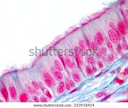 Respiratory prismatic ciliated pseudostratified epithelium. The apical border of the epithelium has a layer of cilia supported in their basal bodies. Light microscope photomicrograph Royalty-Free Stock Photo #223918414