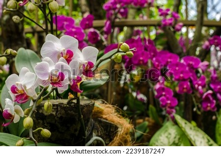 Orchid Garden in Singapore Botanical gardens. Singapore Botanical gardens is a world heritage site. Royalty-Free Stock Photo #2239187247