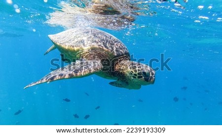 Sea Turtle swim in Oahu Hawaii Pacific Ocean area Royalty-Free Stock Photo #2239193309