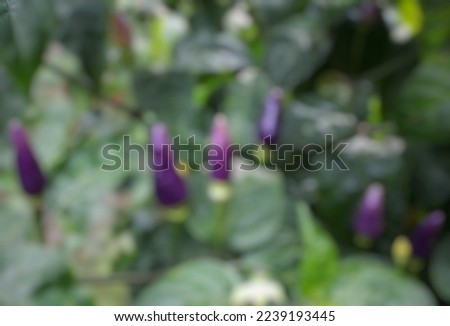 Blurred background of Purple chili is a plant that can be consumed and is also good for garden decoration. 
