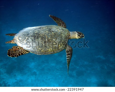 Underwater world. Sea turtle near Gili Meno. Lombok island. Indonesia