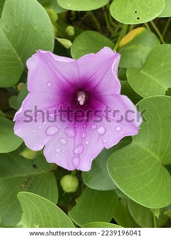 beautiful tropical flower of purple color in green leaves. Gardening, freshness, tropical beach, Thailand vegetation