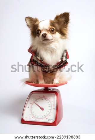 Chihuahua sitting on the scale