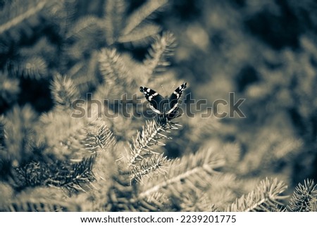 A butterfly on a Christmas tree branch. Monochrome photography.