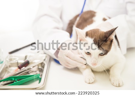 Unrecognizable vet listens a sick feline 