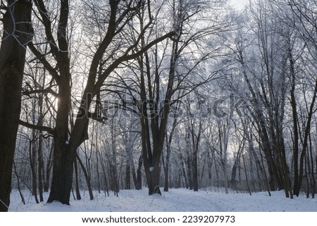 Winter snowy landscape with frost on the trees in the park