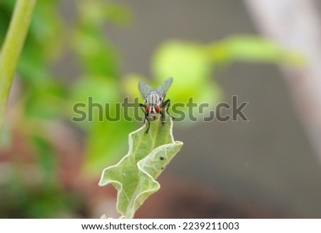 A flesh fly of scientific name Sarcophagidae, similar to common housefly, with light gray checkerboard pattern on top of its abdomen sitting on a green leaf. Royalty-Free Stock Photo #2239211003