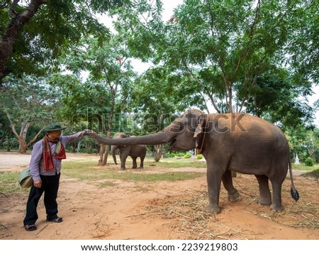 Asian elephant at the elephant camp, Thailand